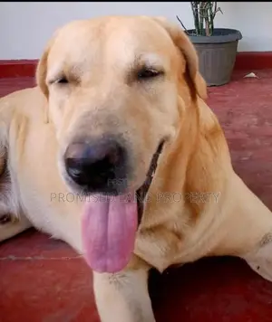 Labrador Retriever