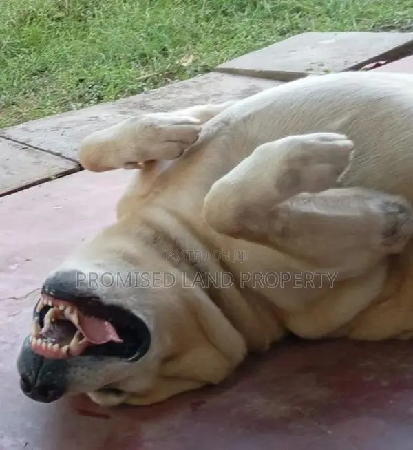Labrador Retriever