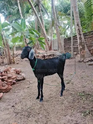 மறி ஆடுகள்