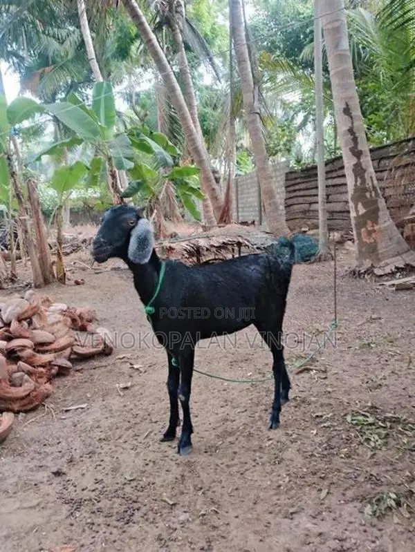 மறி ஆடுகள்