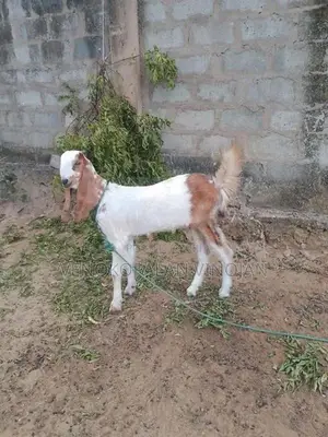 மறி ஆடுகள்