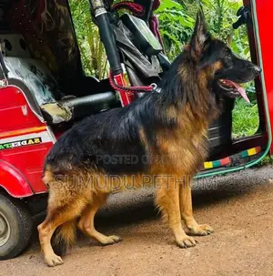 German Shepherd Dog