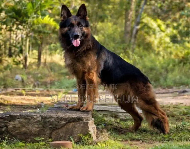 German Shepherd Dog