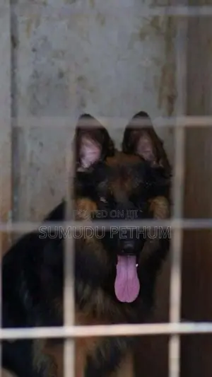German Shepherd Dog