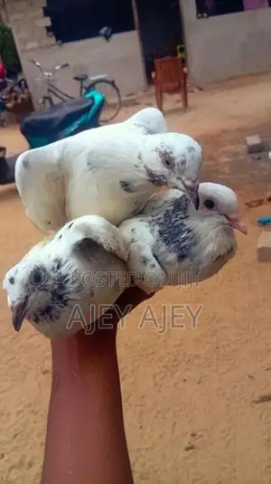 Pigeons