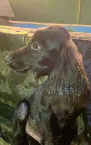 Cocker Spaniels Puppies