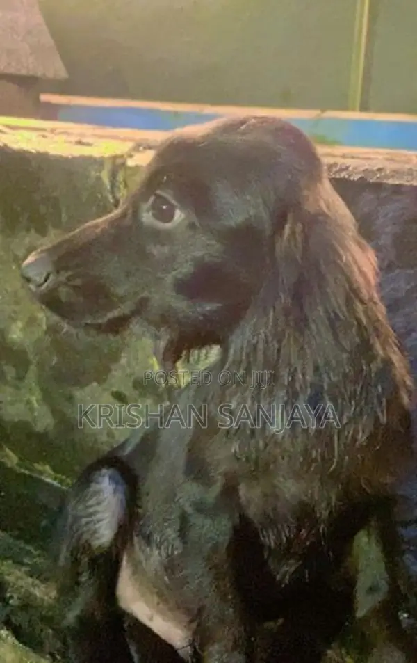 Cocker Spaniels Puppies