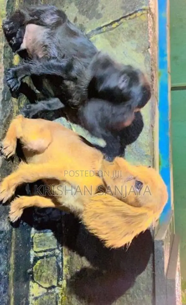 Cocker Spaniels Puppies