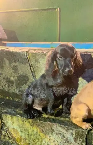 Cocker Spaniels Puppies