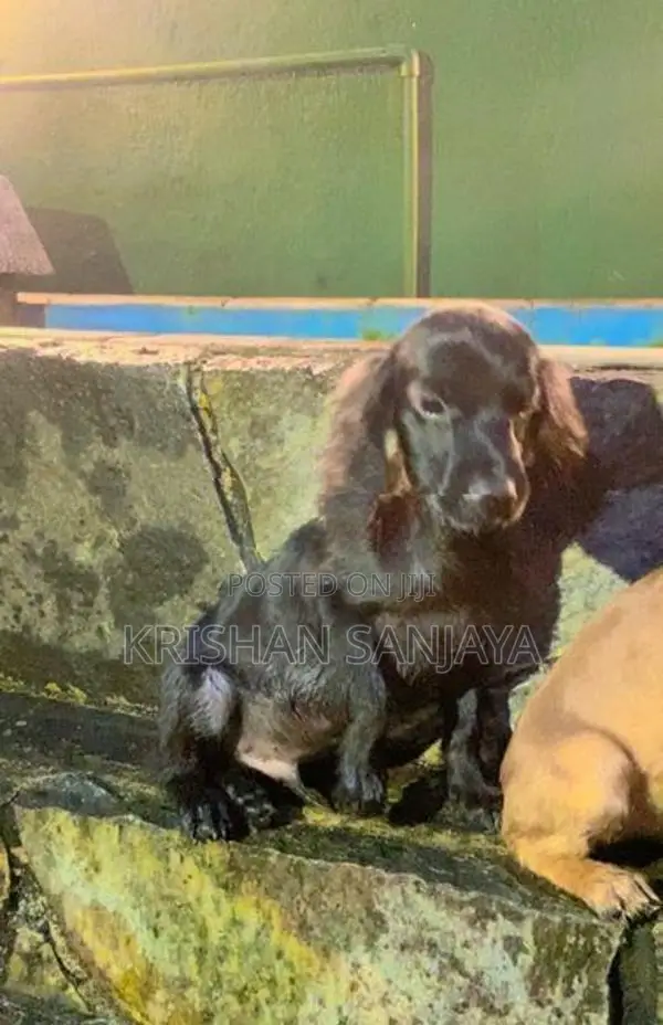 Cocker Spaniels Puppies