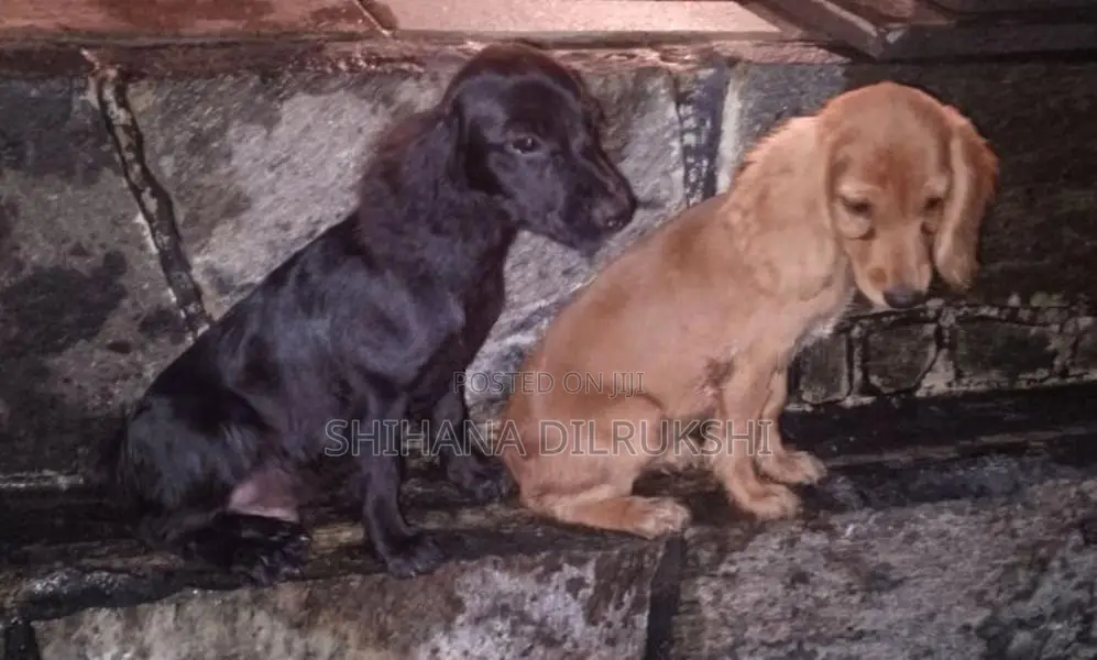 Cocker Spaniel Puppies