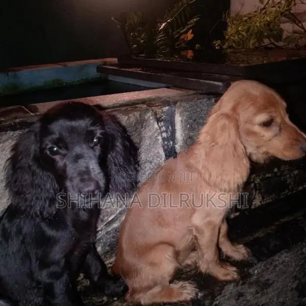 Cocker Spaniel Puppies
