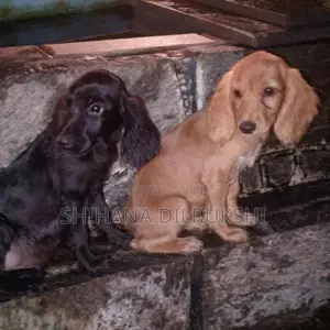 Cocker Spaniel Puppies