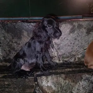 Cocker Spaniel Puppies