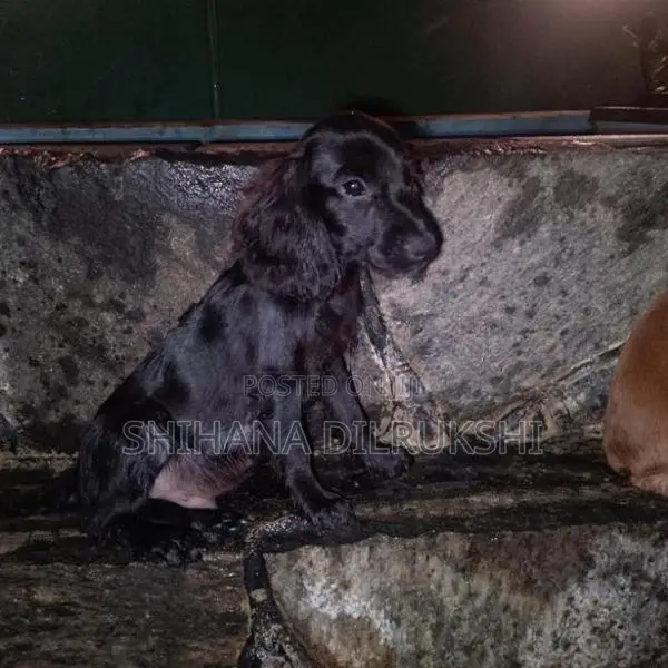 Cocker Spaniel Puppies