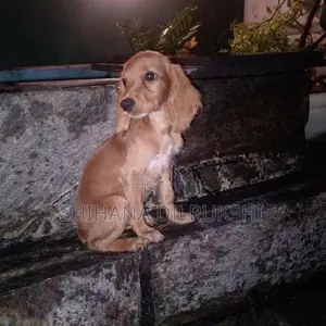 Cocker Spaniel Puppies