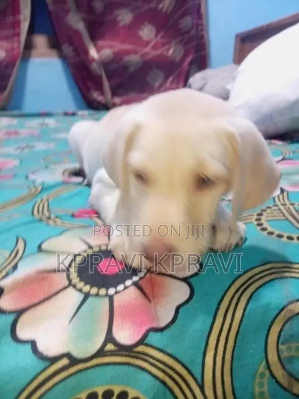 American Labrador