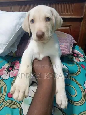 American Labrador