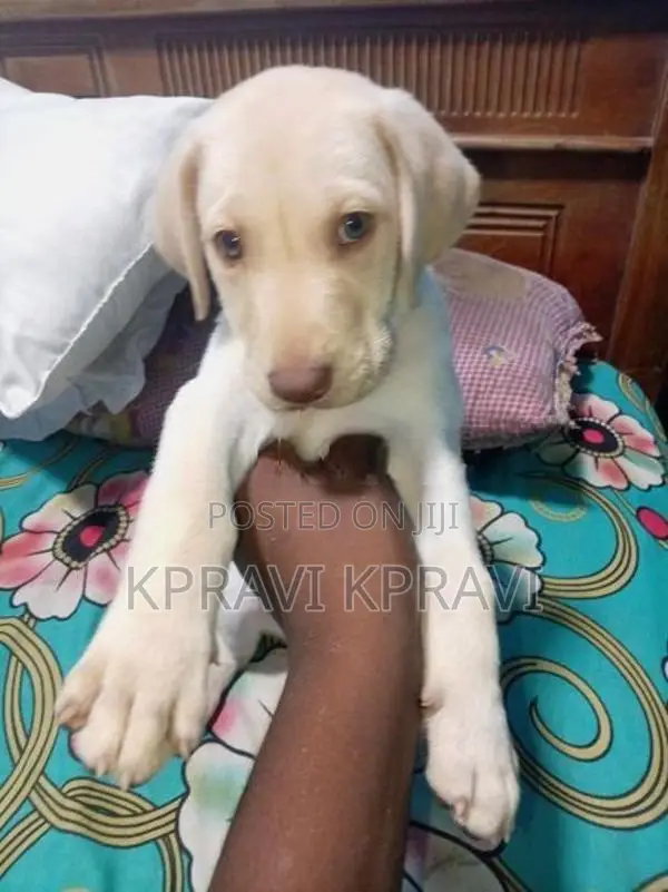 American Labrador