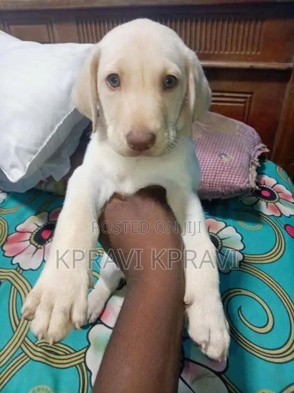 American Labrador