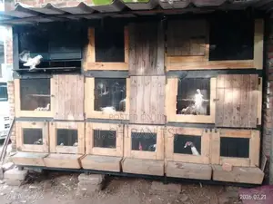 Bird Cage