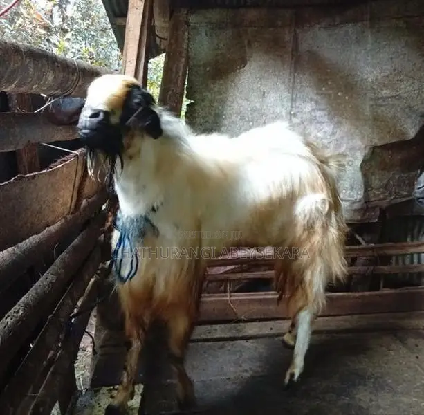 Male Goat