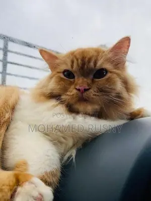 Persian Cat