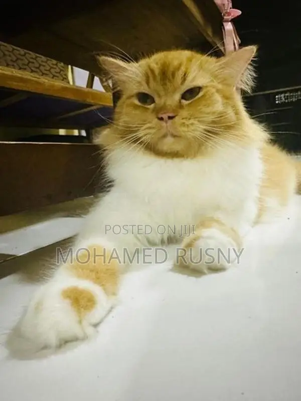 Persian Cat