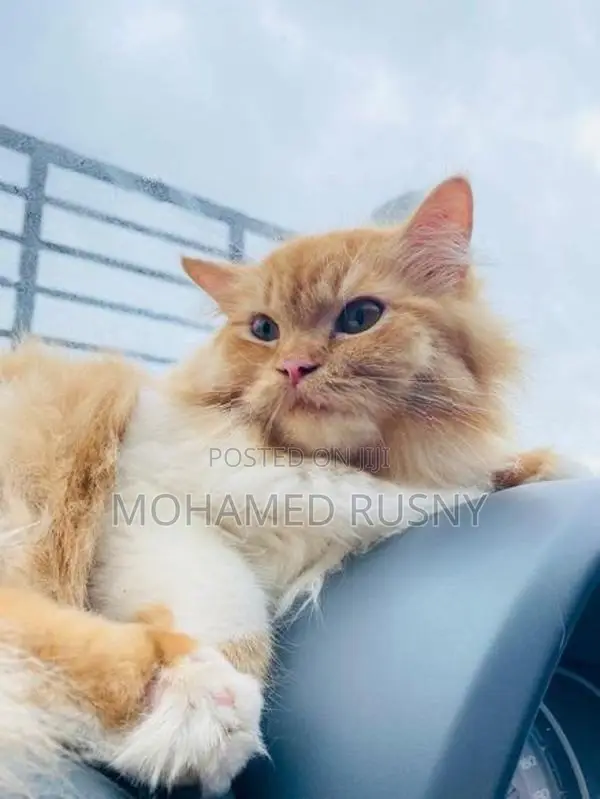 Persian Cat