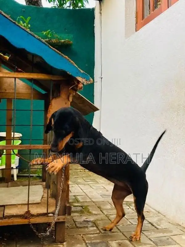 Daschund Dog