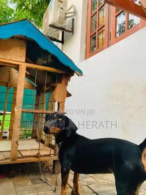 Daschund Dog
