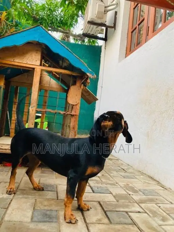 Daschund Dog