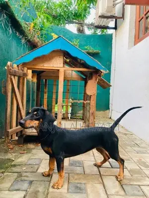 Daschund Dog
