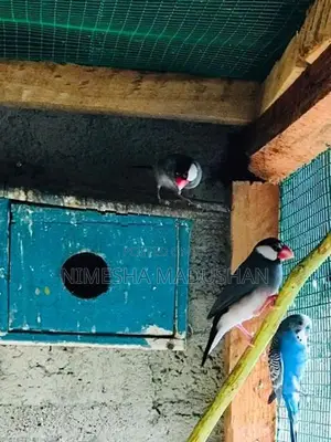 Java Love Birds
