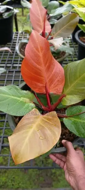 Sunlight Philodendron Plant