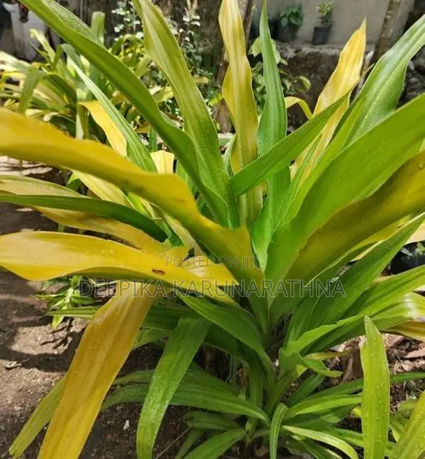 ගෝල්ඩන් එග් විසිතුරු පැළ