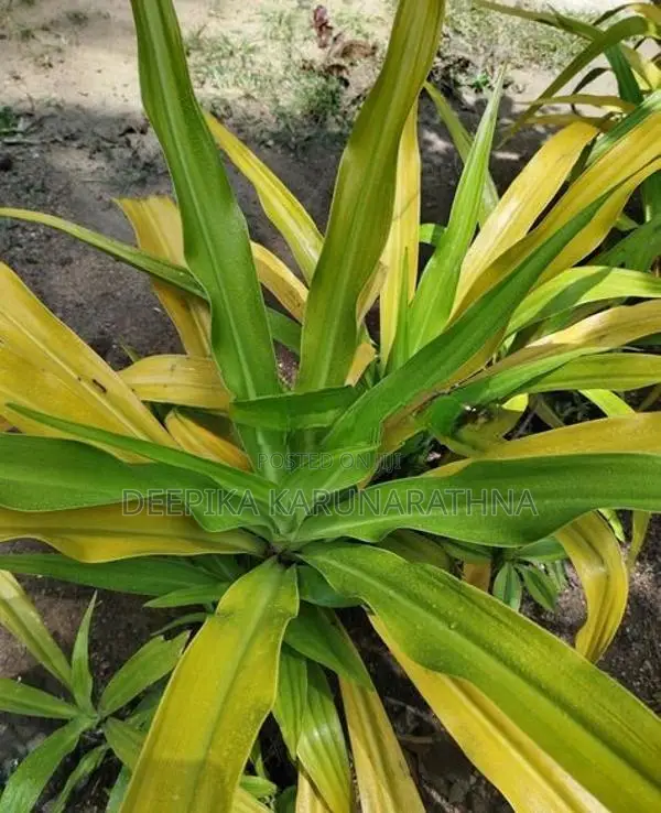 ගෝල්ඩන් එග් විසිතුරු පැළ