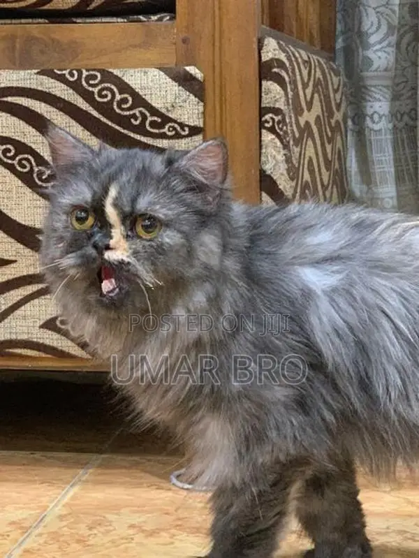 Persian Cat