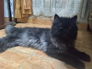 Persian Cat