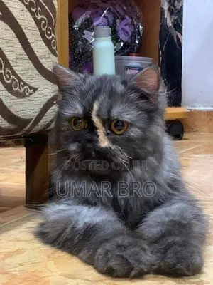 Persian Cat