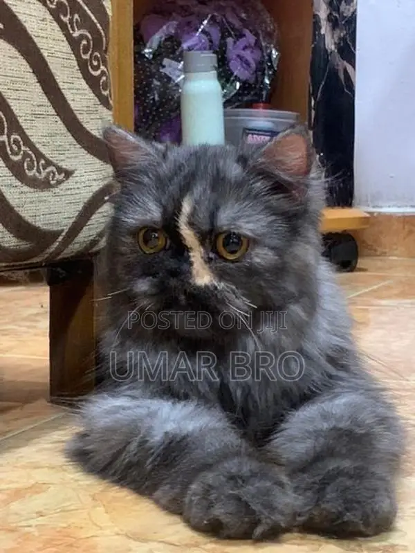 Persian Cat