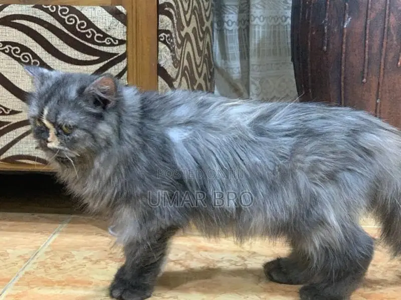 Persian Cat