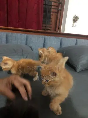 Persian Kittens