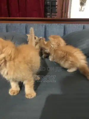 Persian Kittens