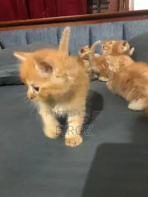 Persian Kittens