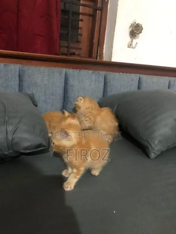 Persian Kittens