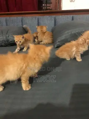 Persian Kittens