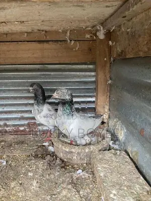Pigeon