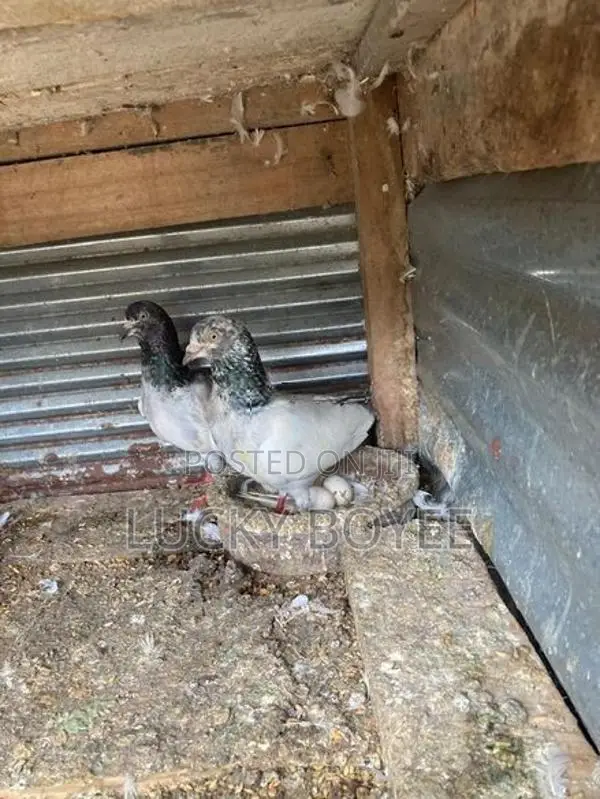 Pigeon