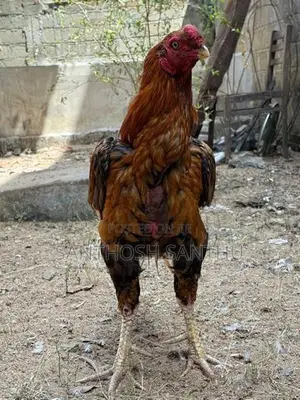 Aseel Rooster